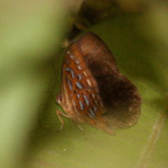 Taxila haquinus berthae