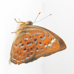 Taxila haquinus berthae