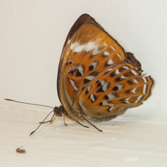 Taxila haquinus berthae