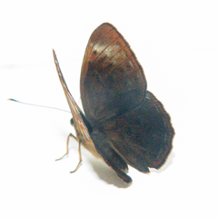 Taxila haquinus berthae