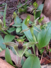 Chiloglottis jeanesii