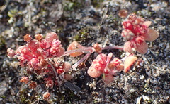 Crassula umbellata