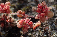 Crassula umbellata