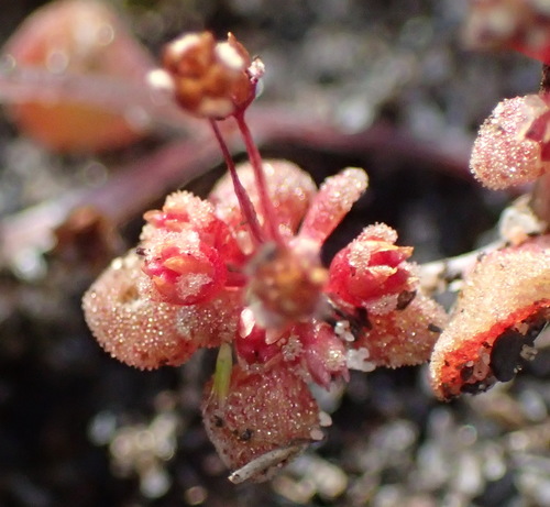 Crassula umbellata
