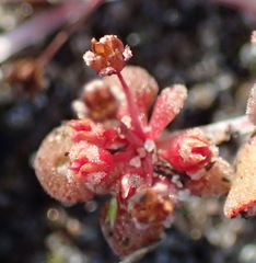 Crassula umbellata