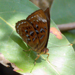 Taxila haquinus berthae