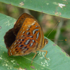 Taxila haquinus berthae