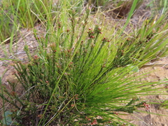 Erica filiformis