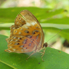 Taxila haquinus berthae