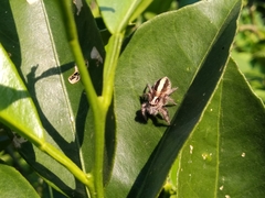 Megafreya sutrix