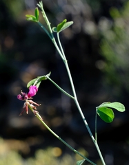 Indigofera hantamensis