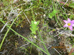 Sebaea minutiflora
