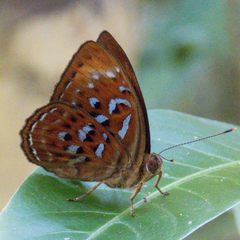 Taxila haquinus berthae