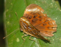Taxila haquinus berthae