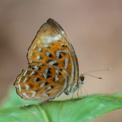 Taxila haquinus berthae
