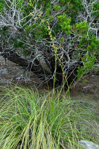 Beargrasses (Genus Nolina) · iNaturalist