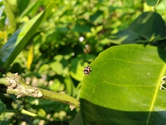 Eriopis connexa