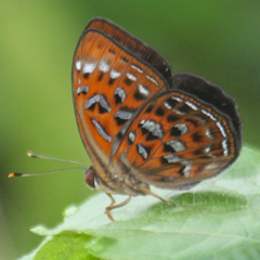Taxila haquinus berthae
