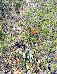 Adromischus sphenophyllus