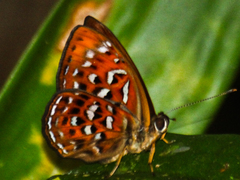 Taxila haquinus berthae
