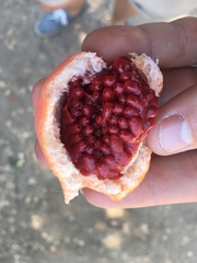 Passifloraceae