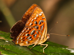 Taxila haquinus berthae