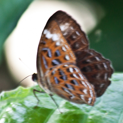 Taxila haquinus berthae