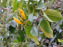 Adenocalymma marginatum