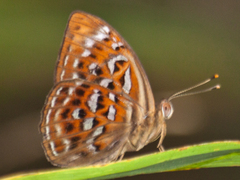 Taxila haquinus berthae
