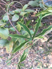 Passifloraceae
