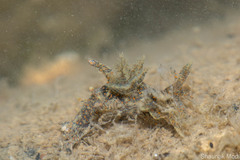 Thecacera