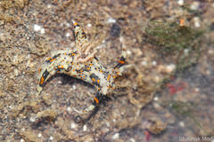 Thecacera