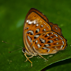 Taxila haquinus berthae