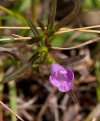 Agalinis neoscotica