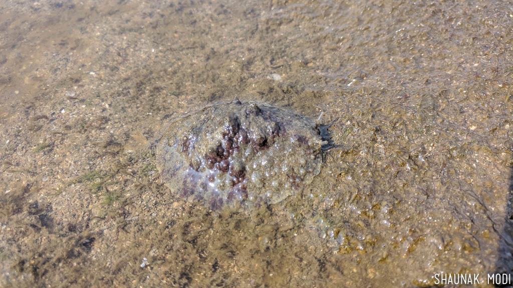 Warty Slug