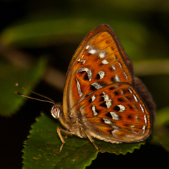 Taxila haquinus berthae