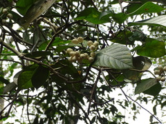 Coussarea platyphylla