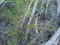 Rhoicissus tridentata tridentata