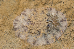 Carminodoris