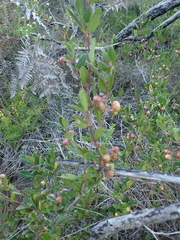 Rhoicissus tridentata tridentata