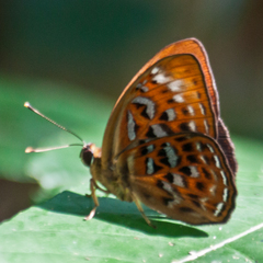 Taxila haquinus berthae