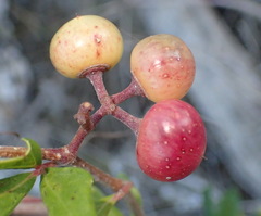 Rhoicissus tridentata tridentata