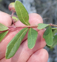 Rhoicissus tridentata tridentata