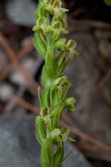 Platanthera flava herbiola