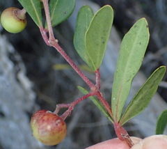Rhoicissus tridentata tridentata
