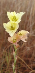 Gladiolus pubigerus