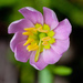 Plymouth Gentian - Photo (c) bobkennedy, some rights reserved (CC BY-SA), uploaded by bobkennedy