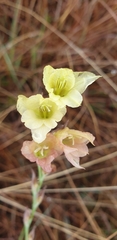 Gladiolus pubigerus