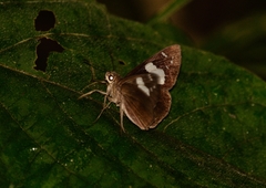 Notocrypta curvifascia