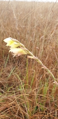 Gladiolus pubigerus
